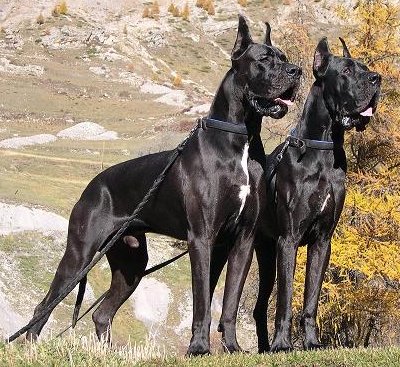 References - The Great Dane