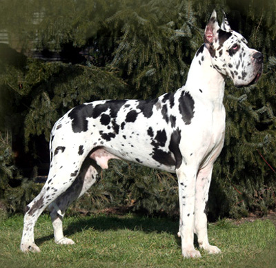 References - The Great Dane