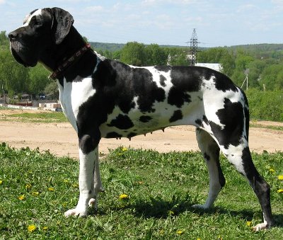 dogue allemand noir, plattenhunde